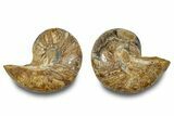 Jurassic Cut & Polished Nautilus (Cymatoceras) Fossil -Madagascar #283125-1